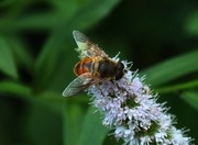 25th Aug 2018 - Day 237: Pollinators !