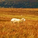 Hide and Sheep by ajisaac