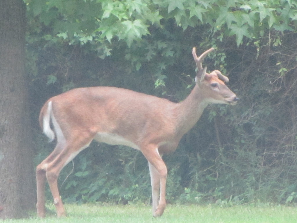 Deer Alert by photogypsy
