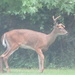 Deer Alert by photogypsy