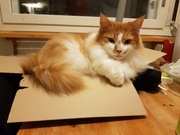 25th Aug 2018 - If I fits