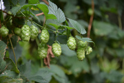 22nd Aug 2018 - Hops