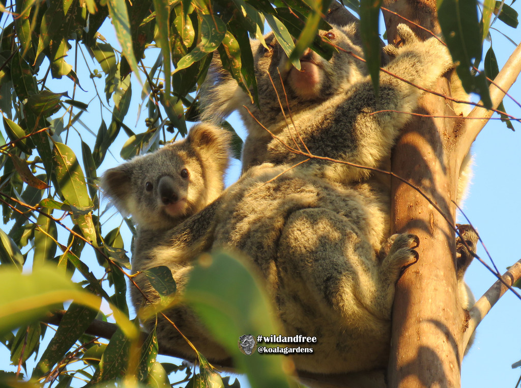 lookout duty by koalagardens