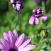 Purple Bloom by kgolab