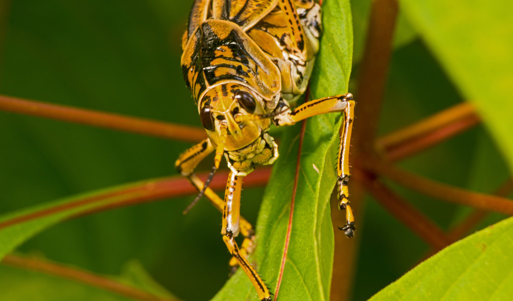 Lubber Grasshopper Up Close! by rickster549
