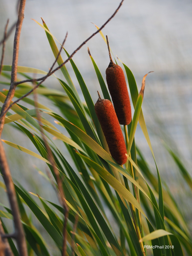 Bullrushes by selkie