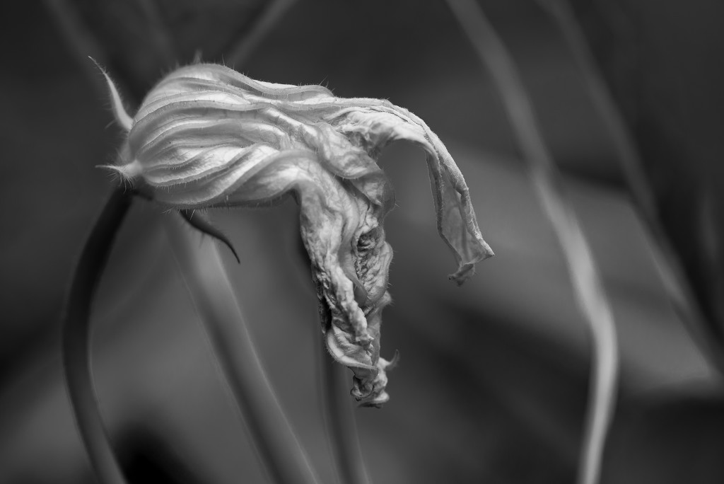 Squash Blossom in Black and White by taffy
