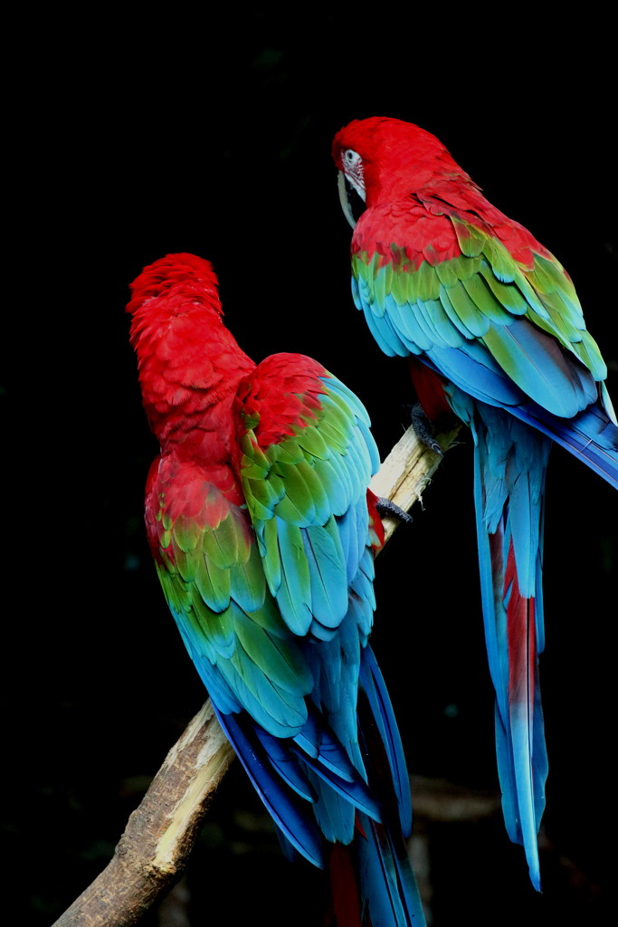 Colorful Birds by randy23