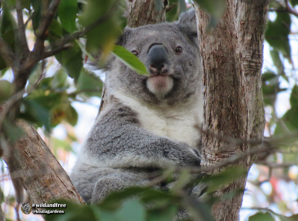 Beau by koalagardens