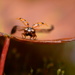Ladybird takeoff.... by ziggy77