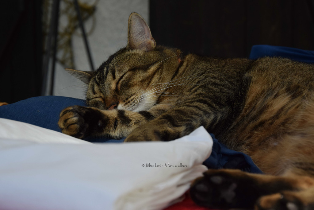 nap on the the warm linen just ironed by parisouailleurs