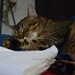 nap on the the warm linen just ironed by parisouailleurs