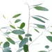Eucalyptus by motherjane