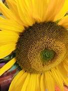 24th Aug 2018 - Sunflower 