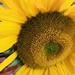 Sunflower  by wincho84