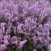 The bonnie blooming heather by jamibann