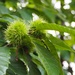 Chestnuts?  Already! by s4sayer