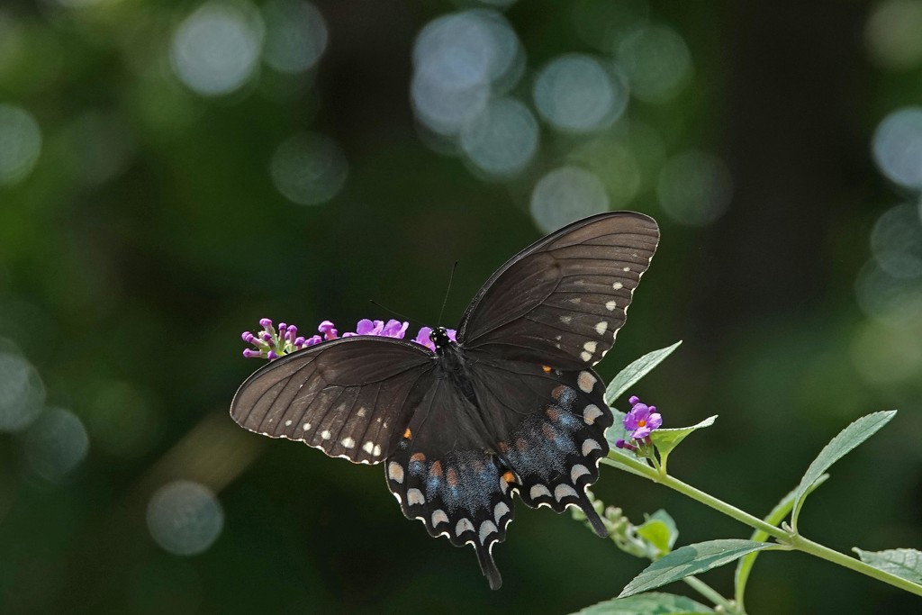Bokeh and Butterflies by milaniet