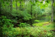 23rd Aug 2018 - The Vernal Pool at Hermes Preserve