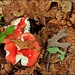 Two Red Mushrooms by olivetreeann
