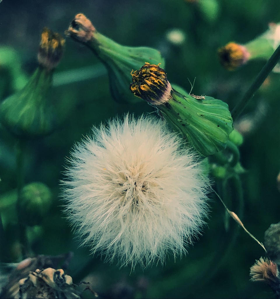 Day 344:  Weeds by sheilalorson