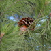 Pine by mariaostrowski