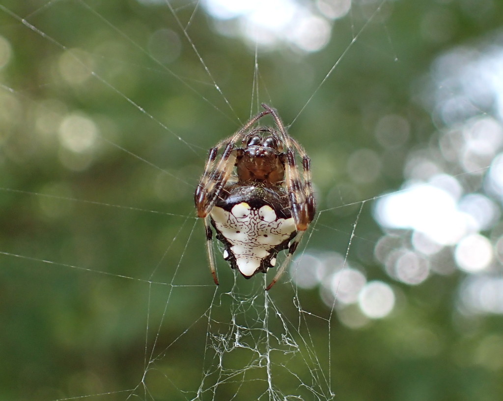 Arrowhead Spider by cjwhite