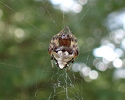 26th Aug 2018 - Arrowhead Spider