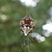 Arrowhead Spider by cjwhite