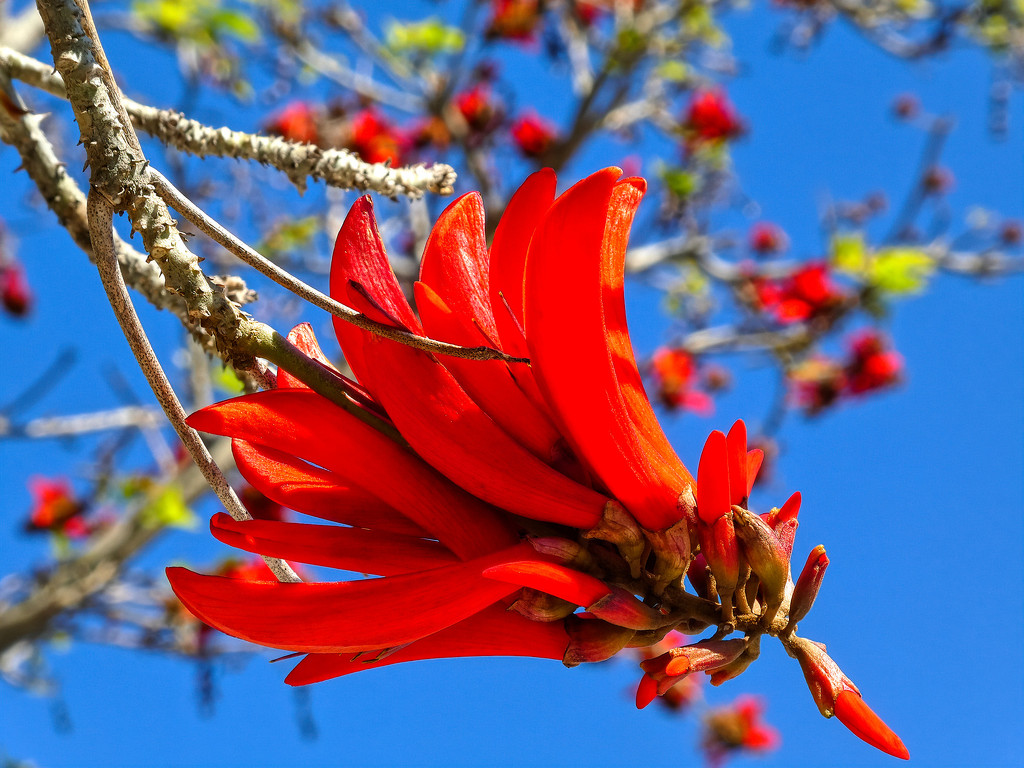 The Coral  tree by ludwigsdiana