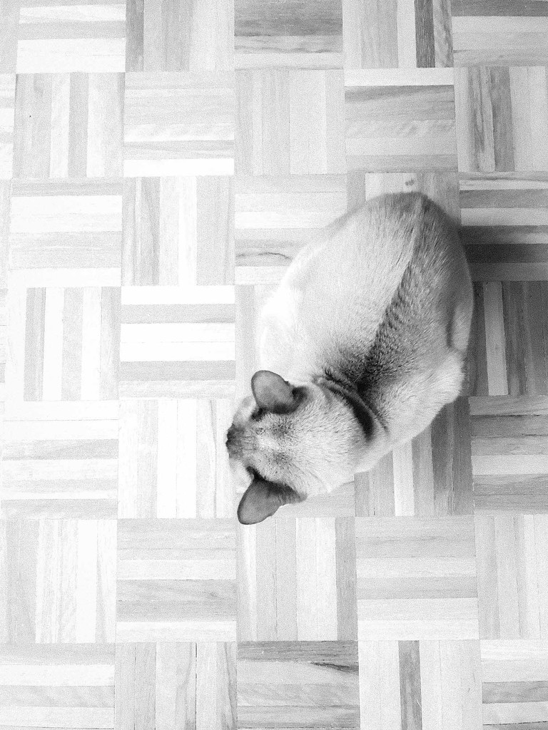 The Phantom on parquet by pusspup