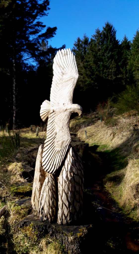 6th April  Dunnet Forest by valpetersen