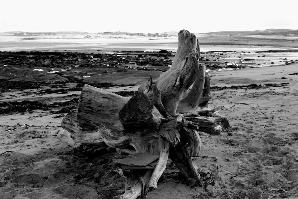 2nd April driftwood Reay 2 by valpetersen