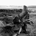 2nd April driftwood Reay 2 by valpetersen