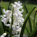 15th April Hyacinth by valpetersen