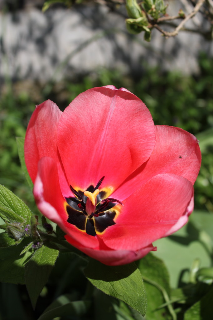 16th April tulip by valpetersen