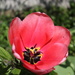 16th April tulip by valpetersen