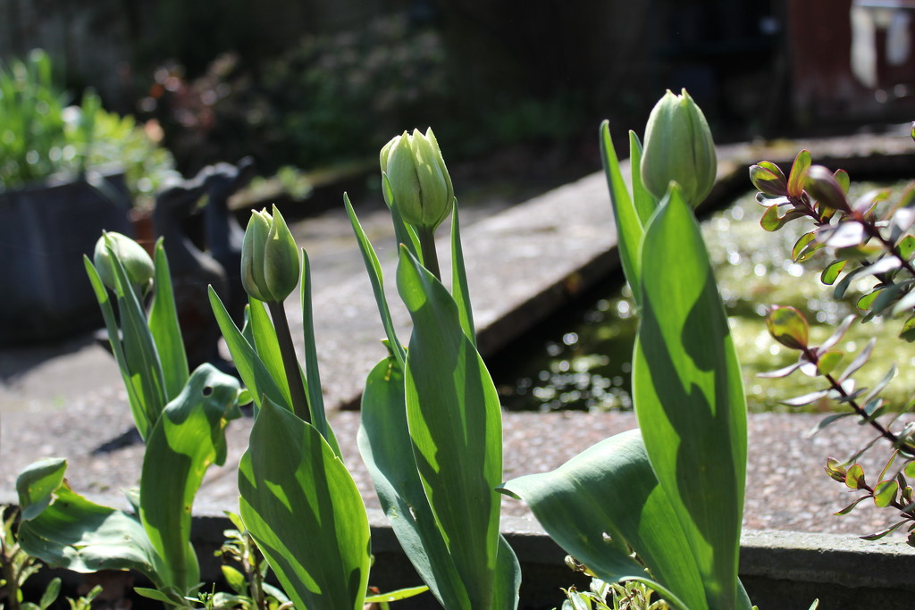 17th April tulip buds by valpetersen