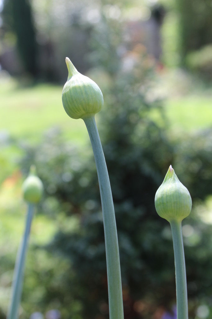 30th April Allium by valpetersen