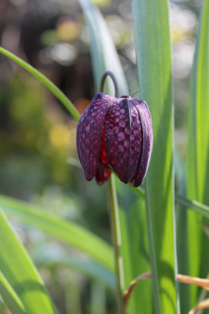 22nd April Snakeshead Fritilliary by valpetersen