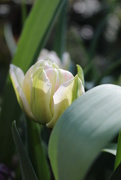 23rd Apr 2018 - 23rd April tulip