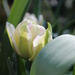 23rd April tulip by valpetersen
