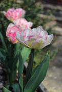 24th Apr 2018 - 24th April tulips