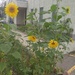 Sunday Sunflowers by bkbinthecity