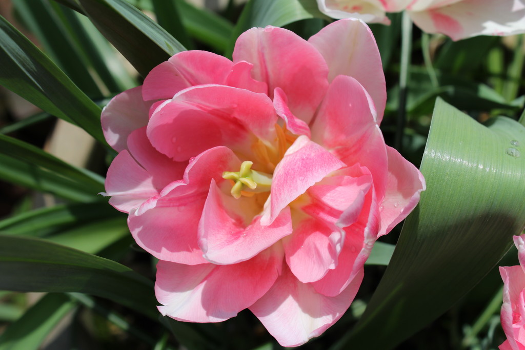 27th April tulip by valpetersen