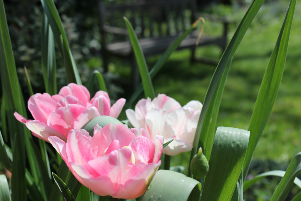 28th April tulip by valpetersen