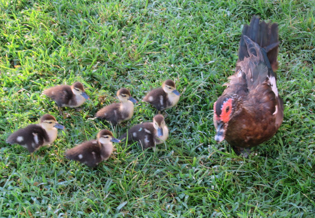 Mom and her six cute ducklings by bruni