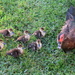 Mom and her six cute ducklings by bruni