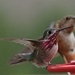 Calliope Hummingbird.  by hellie