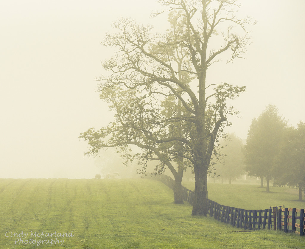 Horses Grazing in the Mist by cindymc